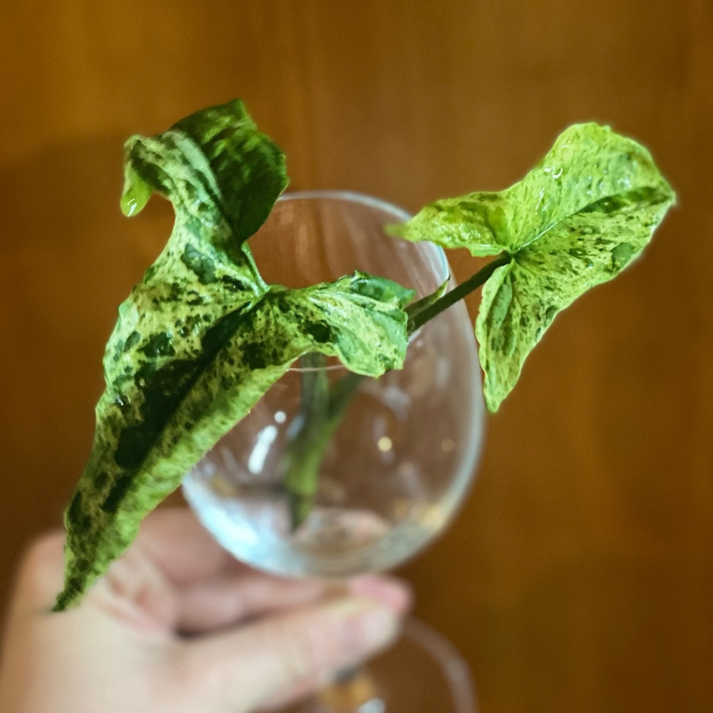 Syngonium Mojito (rare plant) rooted starter cutting - high variegation